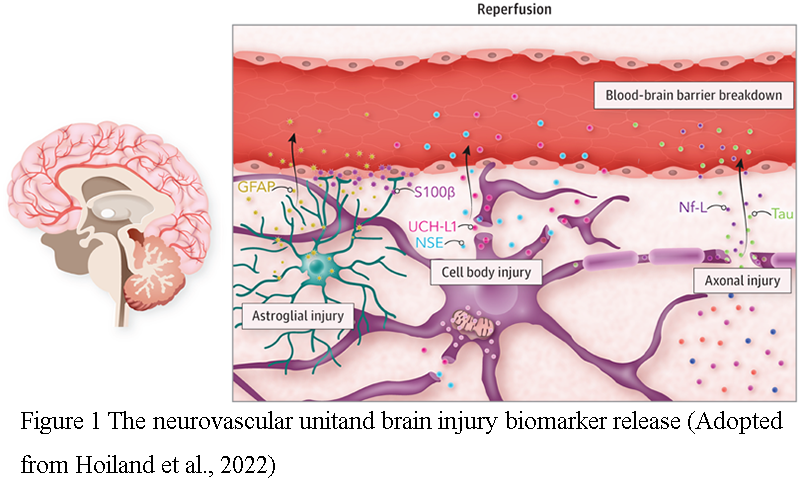 Molecular Monitoring of Brain Injury Markers During Post-CPR Nursing in ...