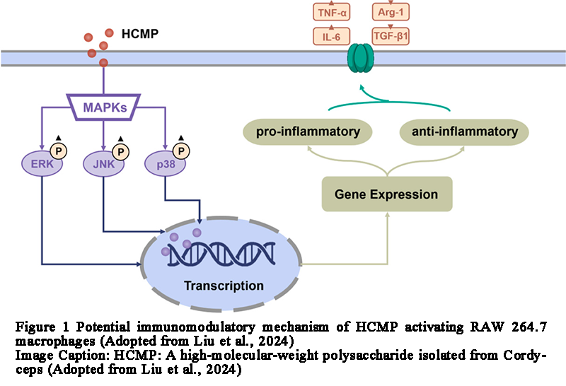 Structural Characterization and Immunomodulatory Functions of Cordyceps ...